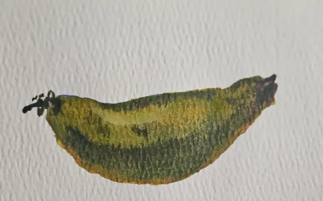Unripe banana