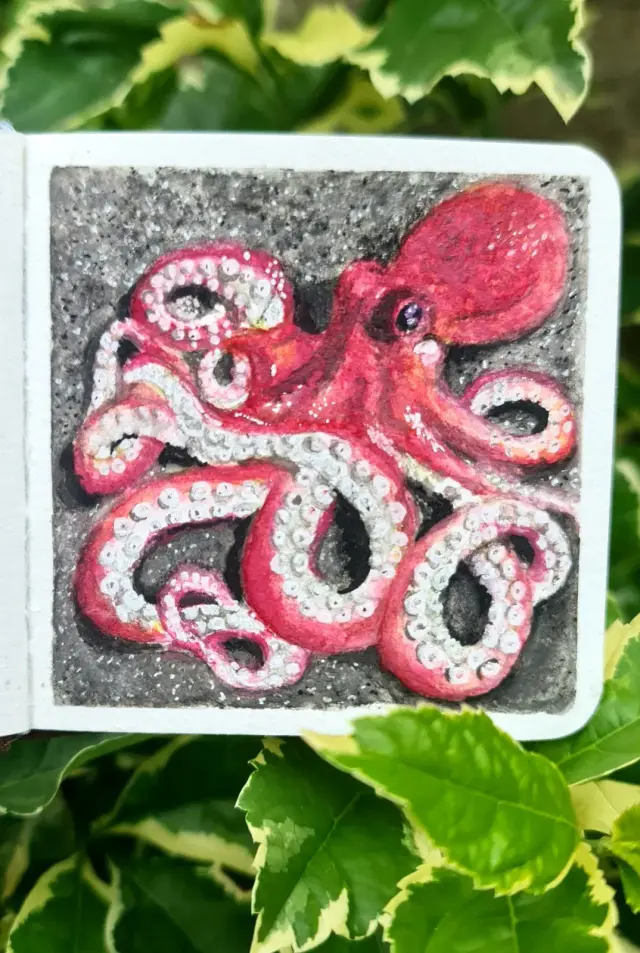 Octopus