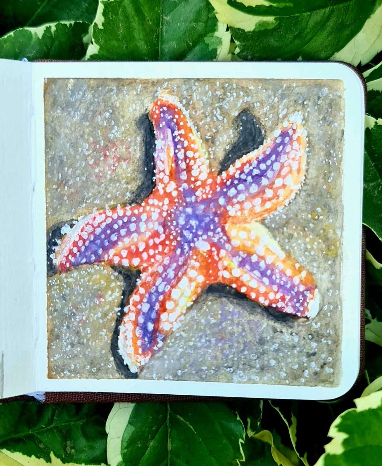 Starfish