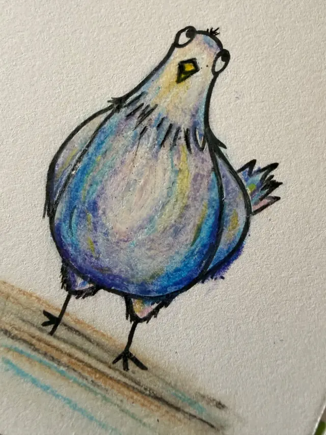 Pigeon