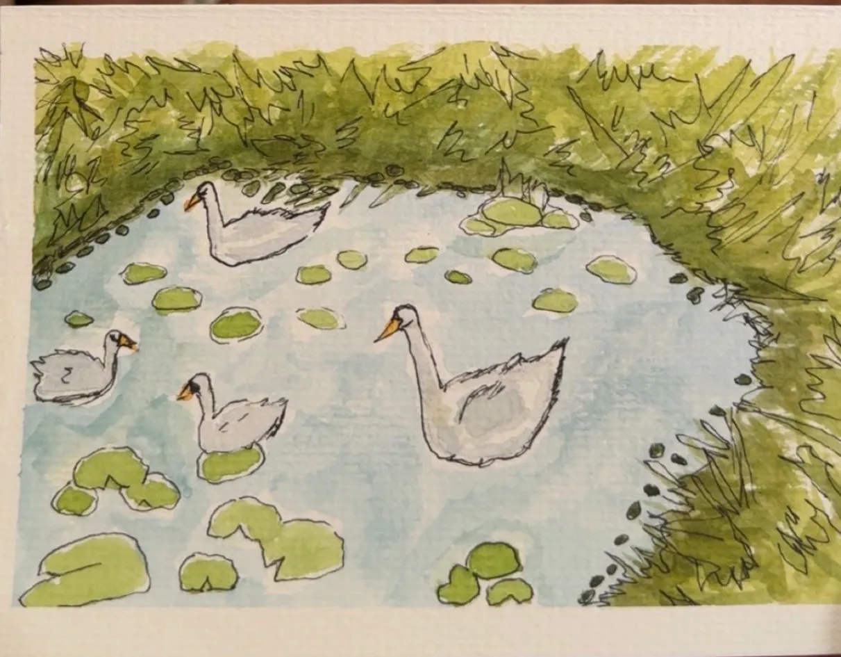 Swans pond