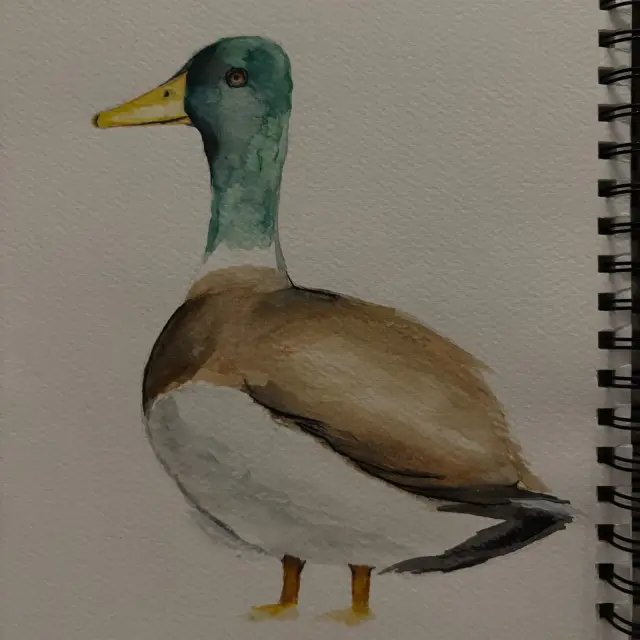 Ducks